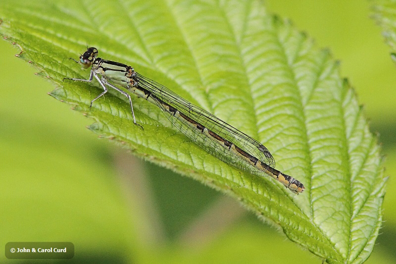 IMG_1742 Enallagma cyathigerum female.JPG